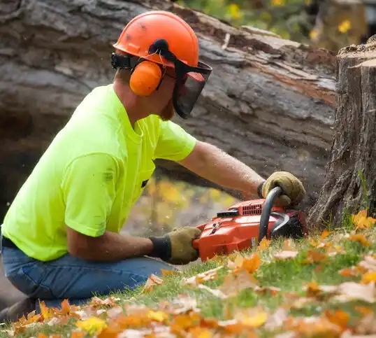 tree services Avondale